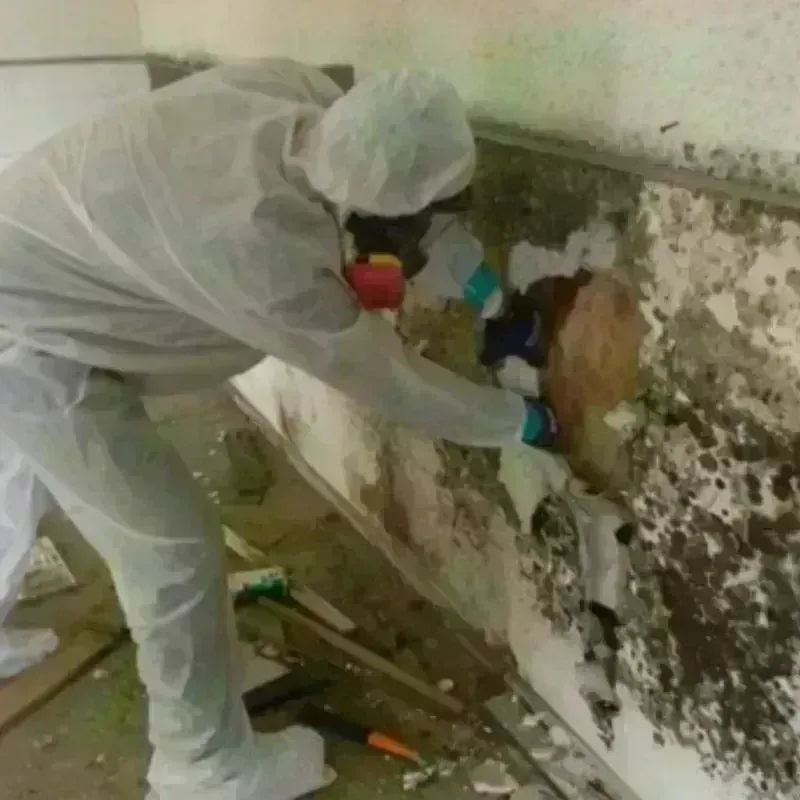 Mold Remediation and Removal in Big Rapids, MI